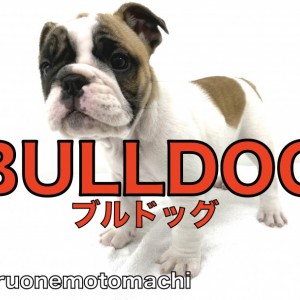 【 ブルドッグ 】圧倒的迫力!だるんだるんのお肉とピュアな瞳のアメイジングガール!
