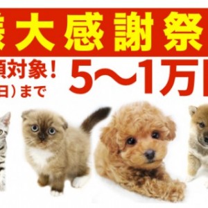 【 お客様大感謝祭開催! 】期間限定!全頭対象5~1万円プライスダウン!