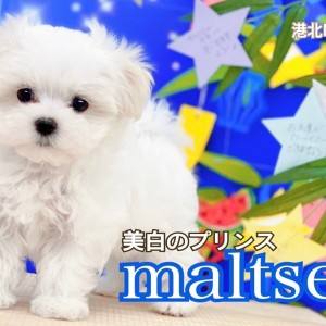 【原画】『苔むした戦士マール』（犬　マルチーズ） マルチーズ 】小さめボディ、クセになる触り心地の短足イケメン