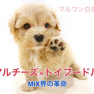 マルチーズ×トイプードル 】MIX界の革命！超人気のマルプーをご紹介！ | マルワンBLOG | ペットショップ マルワン 小さめ子犬 美形な子猫  初心者安心のサポート