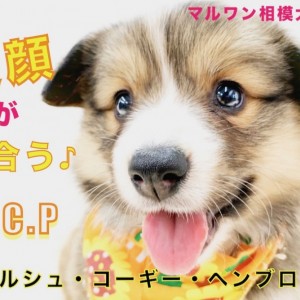 【 コーギー 】ムードメーカーには笑顔が似合う!表情の豊かさから目が離せない!