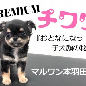 【 チワワ 】おとなになっても子犬顔!?大きな瞳のプレミアムチワワ登場!