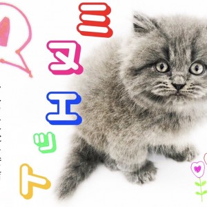 【 ミヌエット 】触り心地最高!癒しボディのプリンス登場です!