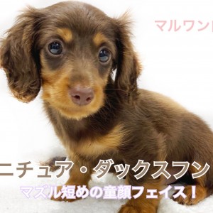 ミニチュア・ダックスフント 】マズル短め！垂れ目＆童顔チョコタン 