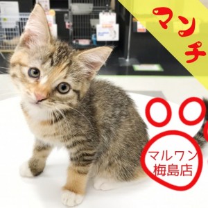 マンチカン 足先に白い靴下 美猫の秘訣クレオパトララインとは マルワンblog ペットショップ マルワン 小さめ子犬 美形な子猫 初心者安心のサポート