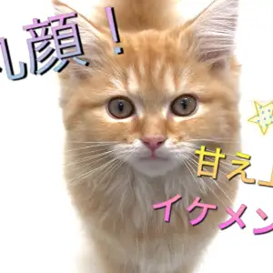 【 ラガマフィン 】超丸顔!!甘え上手なイケメンねこ!