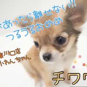 【 チワワ 】極小チワワ!こんな表情も出来ちゃいます!