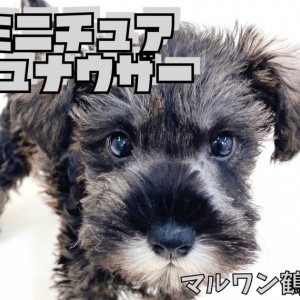 Mシュナウザー 】チャームポイントの口髭と眉毛の賢いシュナ
