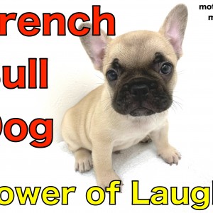 【 フレンチブルドッグ 】沖縄の地から笑顔の伝道師がやってきた！！