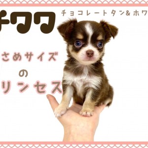 【 チワワ 】小さめ!スクエア!プレミア級のチョコレートタンホワイトの女の子