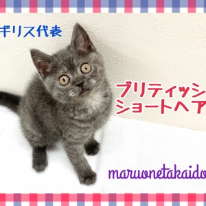 【 ブリティッシュショートヘア 】英国代表にゃんこ!愛され続ける理由をご紹介!