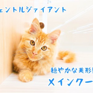 巨大猫メインクーン☆・・・・・とは言いますが。 | うちの魔王