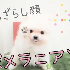 【 ポメラニアン 】たぬき顔の次はアザラシ顔！キュートなポメちゃん登場！
