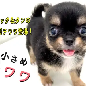 【 チワワ 】マルワンプレミアム!これぞ理想のたぬきっチワワ!