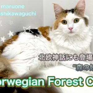 【 ノルウェージャンフォレストキャット 】美しく育った森の妖精、現在の姿を公開！
