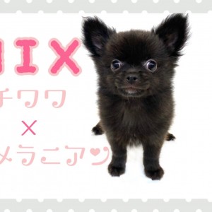 MIX 】子クマ風？！チワワとポメラニアンのMIX犬 | マルワンBLOG