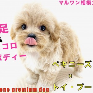 MIX 】ペキニーズとトイ・プードルのハーフ犬！短足＆コロコロ