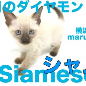 しゃむネコ hq720.jpg?sqp=-