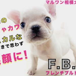 【 フレンチブルドッグ 】コミカルな癒し系！ペチャ顔との生活は笑いが絶えない！