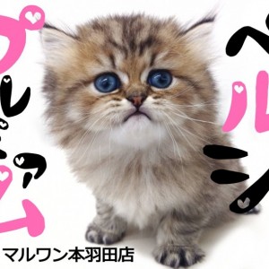 【 ペルシャ 】最高級ペルシャをお探しの方必見!半端ないセレブ猫降臨!