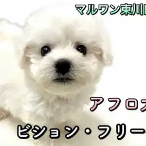 ウインドベルビションフリーゼ希少