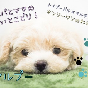 kinaです。トイプーちゃん トイプー·͜·ᰔᩚ姫と千 | 7.19🫧トリミング𝑫𝑨𝒀🫧‪🎀 毎日暑く‬