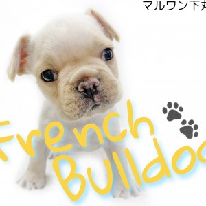 【 フレンチブルドッグ 】下丸子店スタッフが教えるフレブルの魅力！！