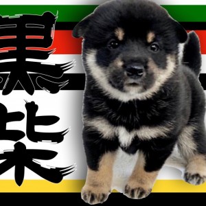 黒豆柴”うみ”の成長記録 in 小田原 | かわいすぎ。なんですか