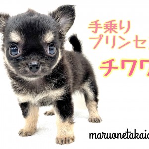 【 チワワ 】世界最小!アップルヘッドの手乗りプリンセス!