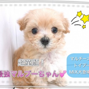 【 MIX 】パパとママの良いとこどり！最強のマルプーちゃん登場！！