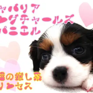 キャバリア・キングチャールズ・スパニエル 】究極の癒し系