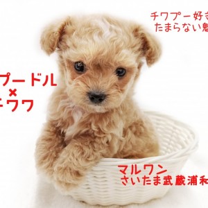 Mix チワプー ミックス犬好きへ送る魅力 初めての小型犬q A マルワンblog ペットショップ マルワン 小さめ子犬 美形な子猫 初心者安心のサポート