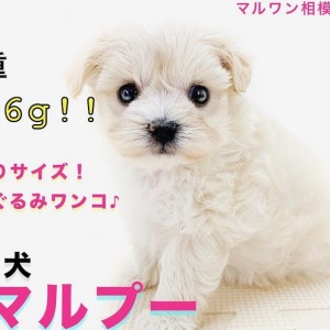 MIX 】驚愕！生後49日で体重356g！ティーカップサイズの手乗りマルプー ..., 画像サイズ:300x300