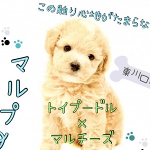 【 MIX 】大人気のMIX！今回はこんなマルプーちゃんがやって来ました！