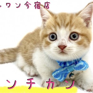 【 マンチカン 】超短足!丸顔甘えん坊!アニメキャラにも負けない可愛さをお届け!