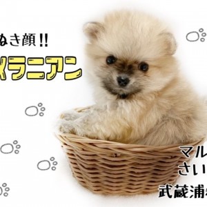 【 ポメラニアン 】究極のたぬきポメ!小さな子犬との暮らしもご紹介!!