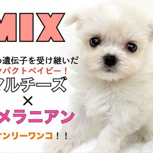 MIX 】小さめ遺伝子を受け継いだマルチーズ×ポメラニアンの