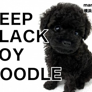 【 トイプードル 】黒いカラーに輝く被毛、これから飼い始める方に教えたい魅力!
