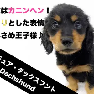 ミニチュアダックスフント 】パパはカニンヘン！キリっとした