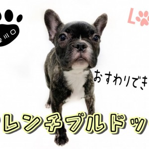 【 フレンチブルドッグ 】2ヵ月でこんなに成長しました！『おすわり』もできます！