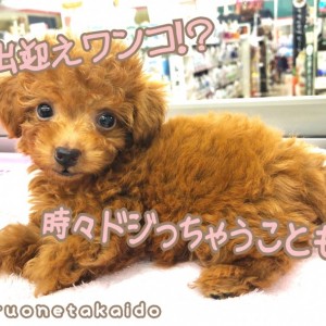 【 トイ・プードル 】杉並イチの美男子!理想のプードルに会いに来ませんか?