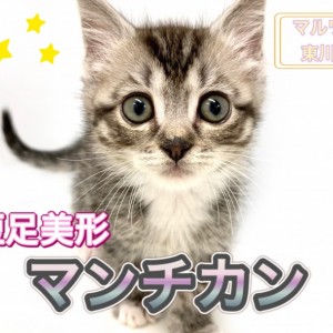マンチカン 】愛嬌抜群！短足美形のシルバータビー！生活