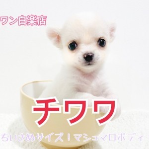 チワワ 】手乗りの小さめサイズ！魅力と安心の飼育ポイントを
