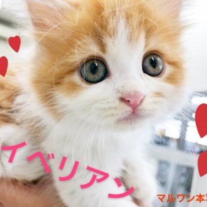 サイベリアン 】猫アレルギーが出にくい！？犬のような性格の