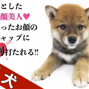 柴犬 凛とした和顔美人 笑ったお顔のギャップに胸打たれる 最強ツンデレ マルワンblog ペットショップ マルワン 小さめ子犬 美形な子猫 初心者安心のサポート