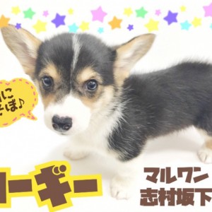 【 ウェルシュコーギーペンブローク 】胴長短足むちむちボディの愛されガール登場！