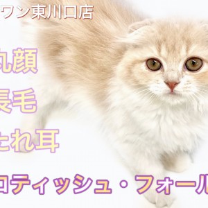 【 スコティッシュフォールド 】素敵なタレ目に注目!長毛×垂れ耳スコちゃん!