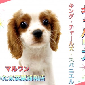 【 キャバリア 】温和で飼いやすさナンバーワン!!癒し系♪キャバちゃん