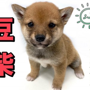 豆柴 日本豆柴協会認定の豆柴犬 本場熊本より登場 マルワンblog ペットショップ マルワン 小さめ子犬 美形な子猫 初心者安心のサポート