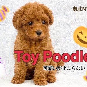 【 トイ・プードル 】小さめ・濃厚レッド・ベビーフェイス!甘えん坊の男の子!